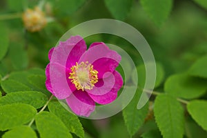 Nootka rose or wild rose rosa nutkana also Arctic rose rosa acicularis in Alaska