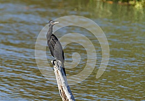 Nootropic Cormorant perched on an old post photo