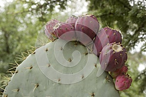 Nopal photo