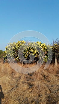 Nopal bush in Corral Falso, Guerrero, Mexico photo