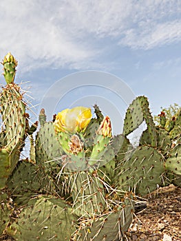 Blooming Nopal Cactus