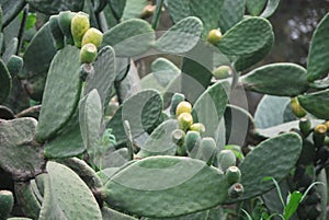 A cactus growing in Mexico photo