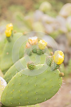 Nopal cactus plant with yelow flowers