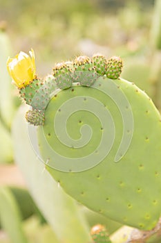 Nopal cactus plant with yelow flowers