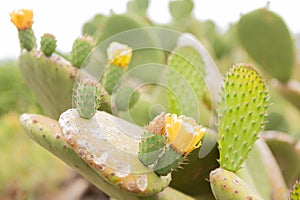 Nopal cactus plant with yelow flowers