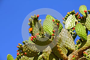 Nopales or Prickly Pear Cactus with a blue sky and flowers I photo