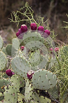 Nopal ( Nopalea ) Prickly Pear Cactus with Red Fruits photo