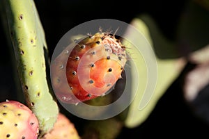 Nopal spiny orange fig fruits from Spain photo