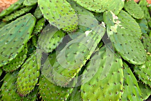 Nopales