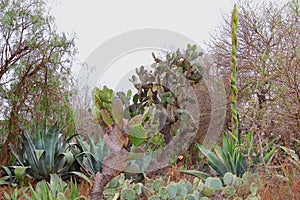 Nopales and agaves in the mine of mineral de pozos guanajuato, mexico I