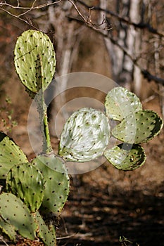 Nopales Cactus photo