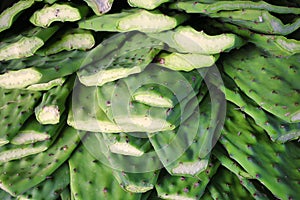 Nopales / Cactus paddles in market
