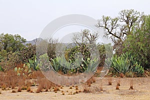 Nopales and magueyes for mezcal near the mine of mineral de pozos guanajuato, mexico 