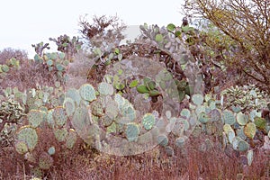 Nopales or Prickly Pear Cactus near the mine of mineral de pozos guanajuato, mexico IV photo