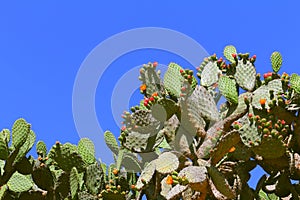 Nopales   Opuntia cacti  in mineral de pozos guanajuato, mexico II photo