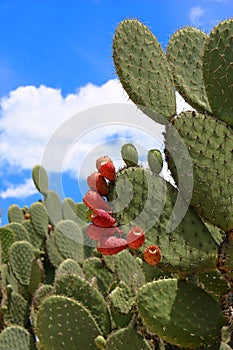 Nopales Opuntia cacti with red tunas in teotihuacan, mexico I photo