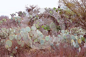 Nopales or Prickly Pear Cactus near the mine of mineral de pozos guanajuato, mexico IV