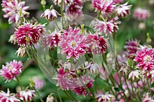 Nora barlow aquilegia (aquilegia vulgaris) flowers