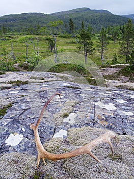 Nord-Trondelag mountains, Norway photo