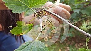 Nordic berry picking - girl picking white currants from a bush