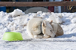 Nordic dog in winter