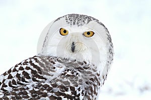 Nordic owl portrait photo