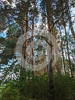 Nordic pine forest in evening light.