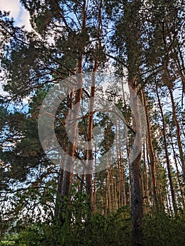 Nordic pine forest in evening light.