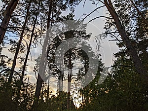 Nordic pine forest in evening light.