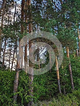 Nordic pine forest in evening light.