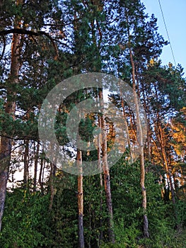 Nordic pine forest in evening light.
