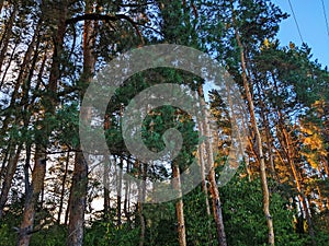 Nordic pine forest in evening light.