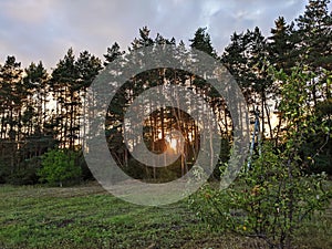 Nordic pine forest in evening light.