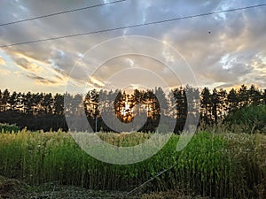 Nordic pine forest in evening light.