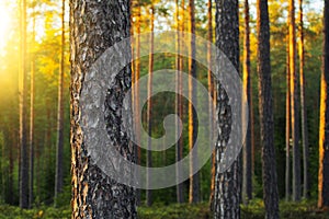 Pine Forest photo