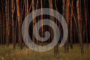 Nordic pine forest in evening light. Short depth-