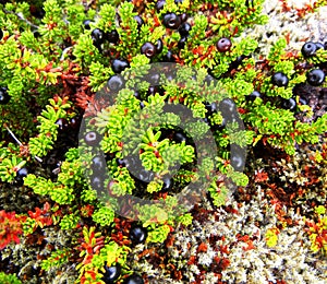 Nordic plant crowberry with berries