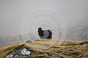 Nordic sheep photo