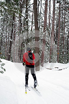 Nordic Skier in Pine Forest