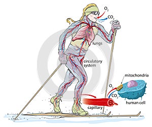 Nordic skiing