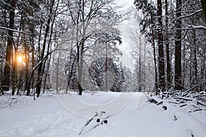 Nordic skiing concept background. man is skiing in winter forest at sunset