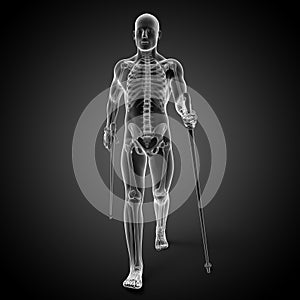 Nordic walking - skeleton