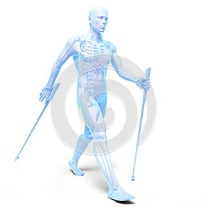 Nordic walking - skeleton