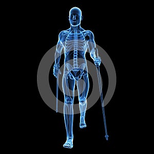 Nordic walking - skeleton