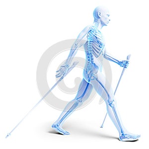 Nordic walking - skeleton