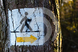 Nordic walking track sign painted on the tree in the forest