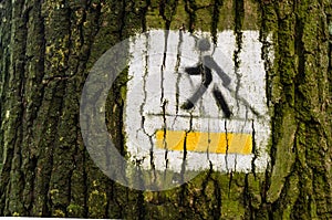 Nordic walking track sign painted on the tree in the forest sunny day