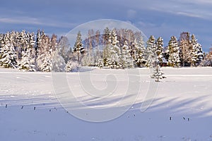 Nordic winter landscape. Panoramic view of the covered with frost trees in the snowdrifts.
