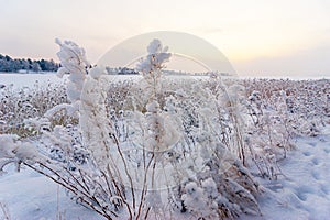 Nordic winter at the seashore