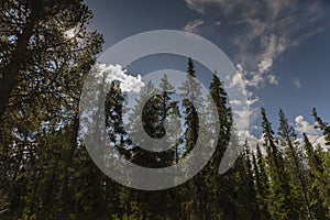 Nordlan conifers and blue skies in Lapland photo